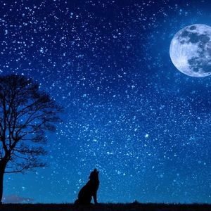 Meet your Posher, Cassidy